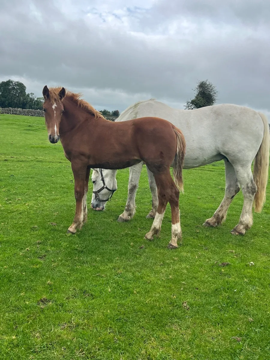 Irish Draught Filly - Image 2