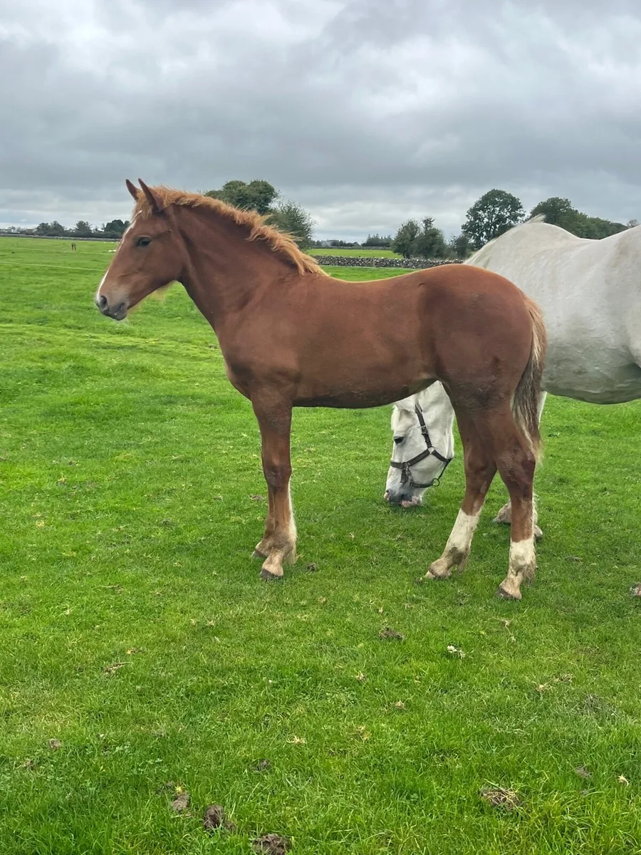Irish Draught Filly - Image 3