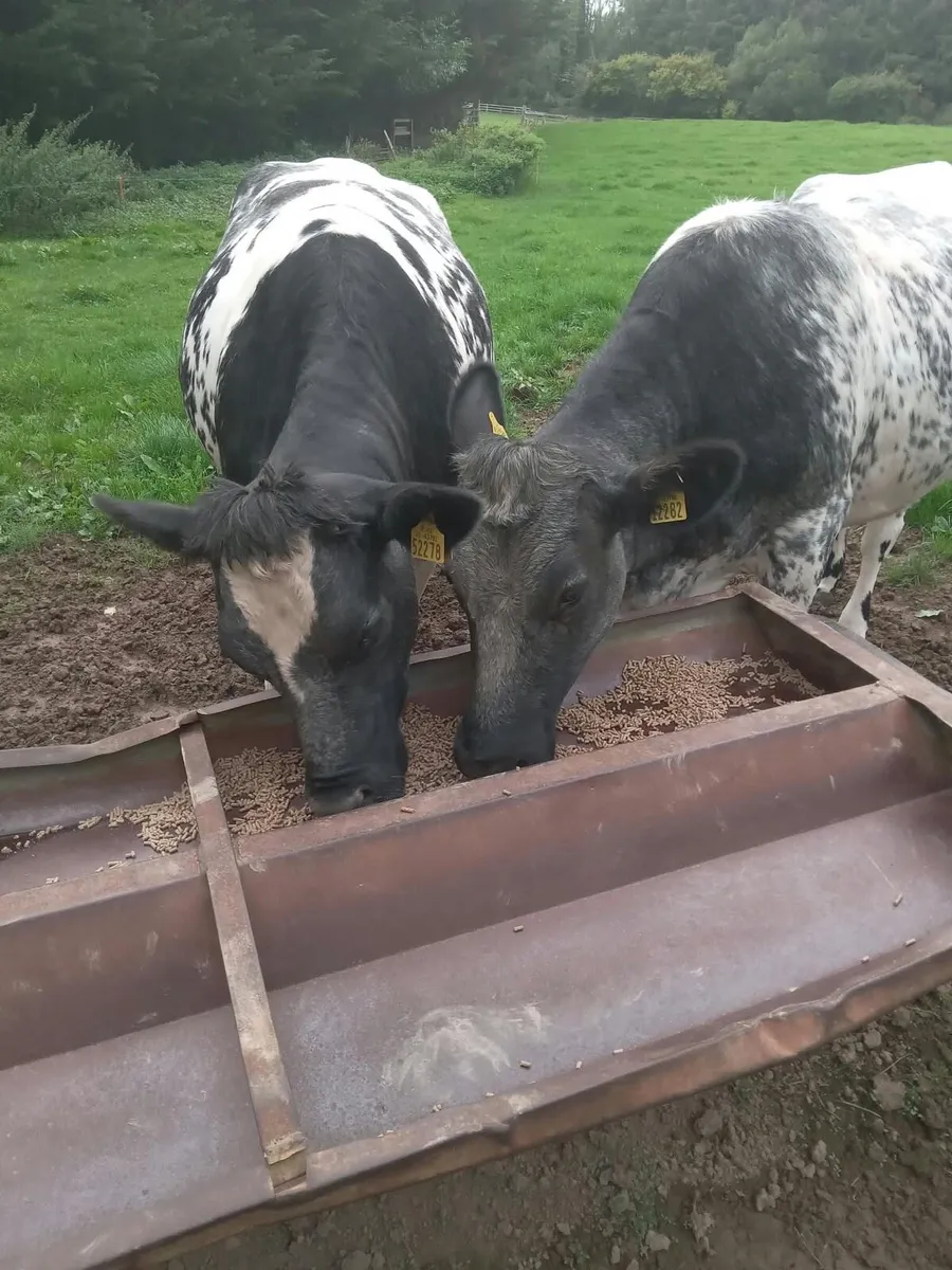 In Calf Shorthorn heifers - Image 1
