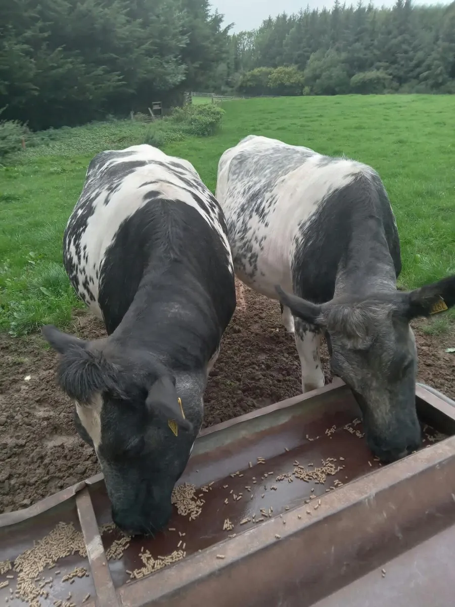 In Calf Shorthorn heifers - Image 3