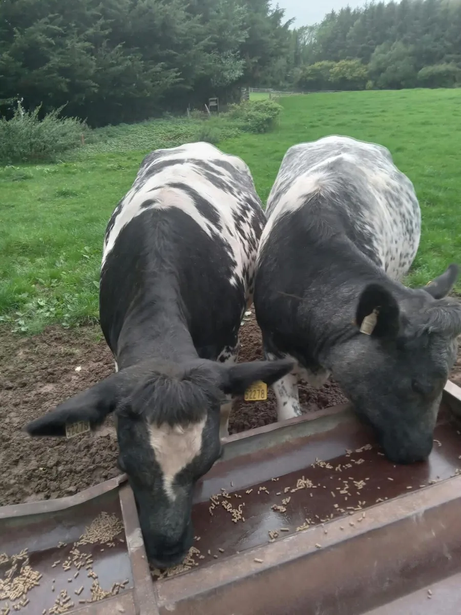 In Calf Shorthorn heifers - Image 2