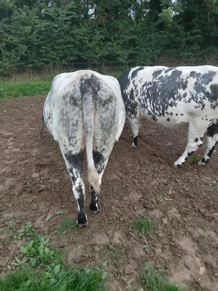 In Calf Shorthorn heifers - Image 4