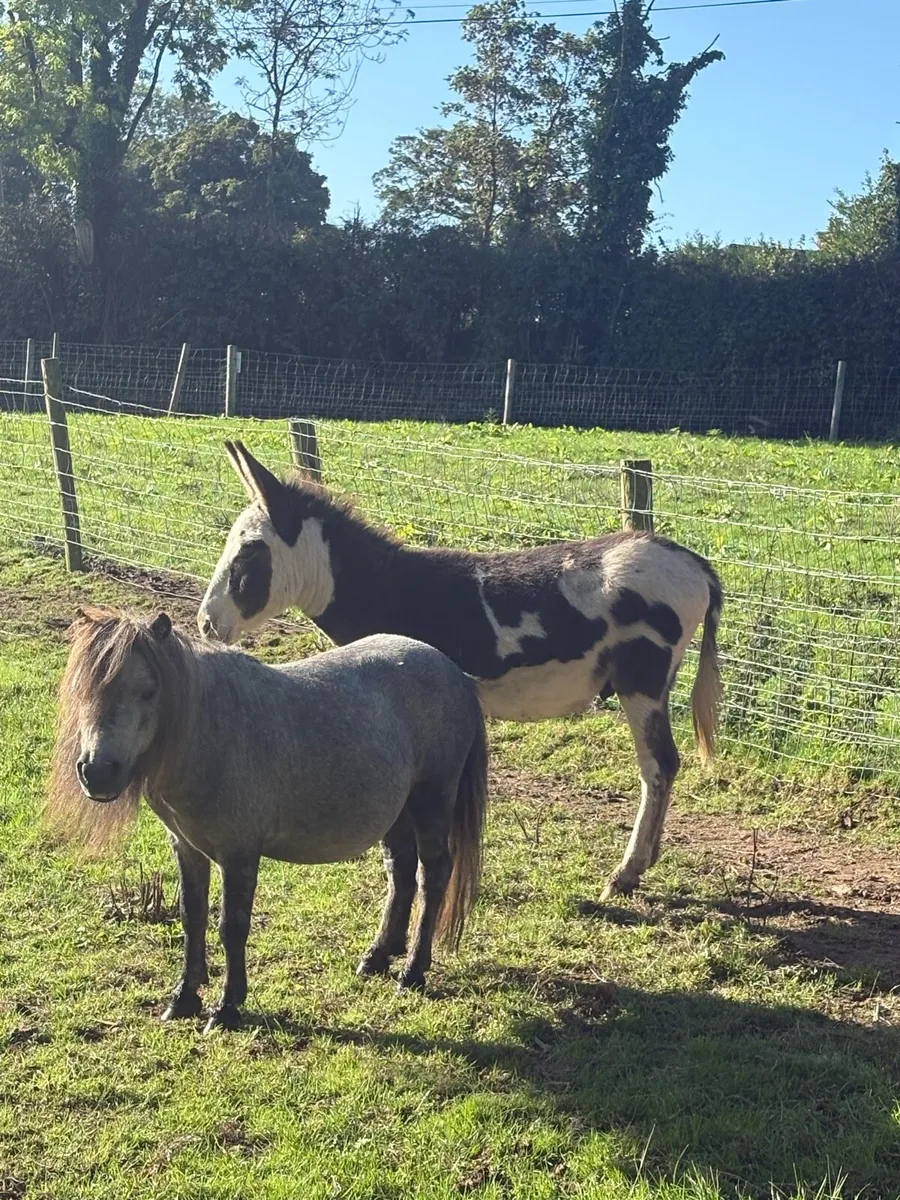 Male donkey - Image 2