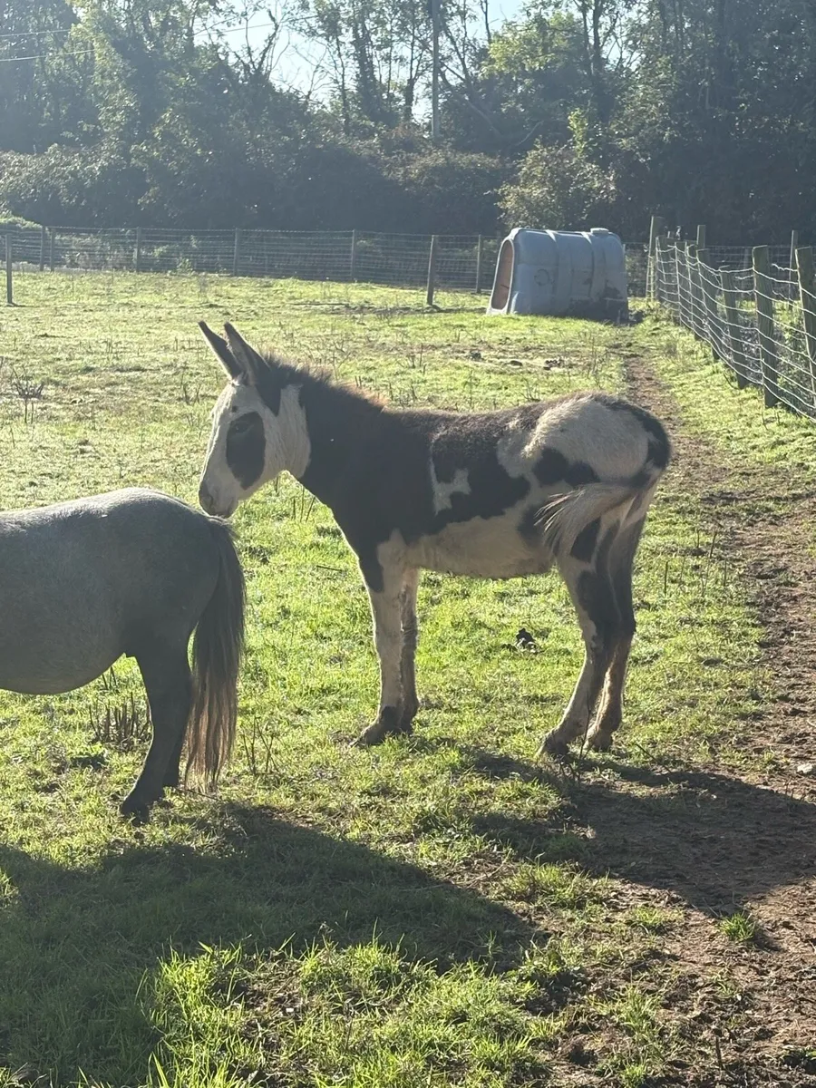 Male donkey - Image 4