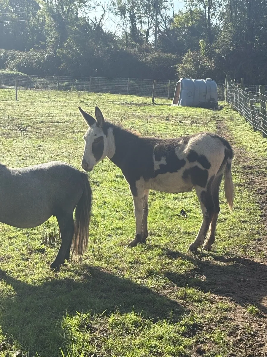 Male donkey - Image 1