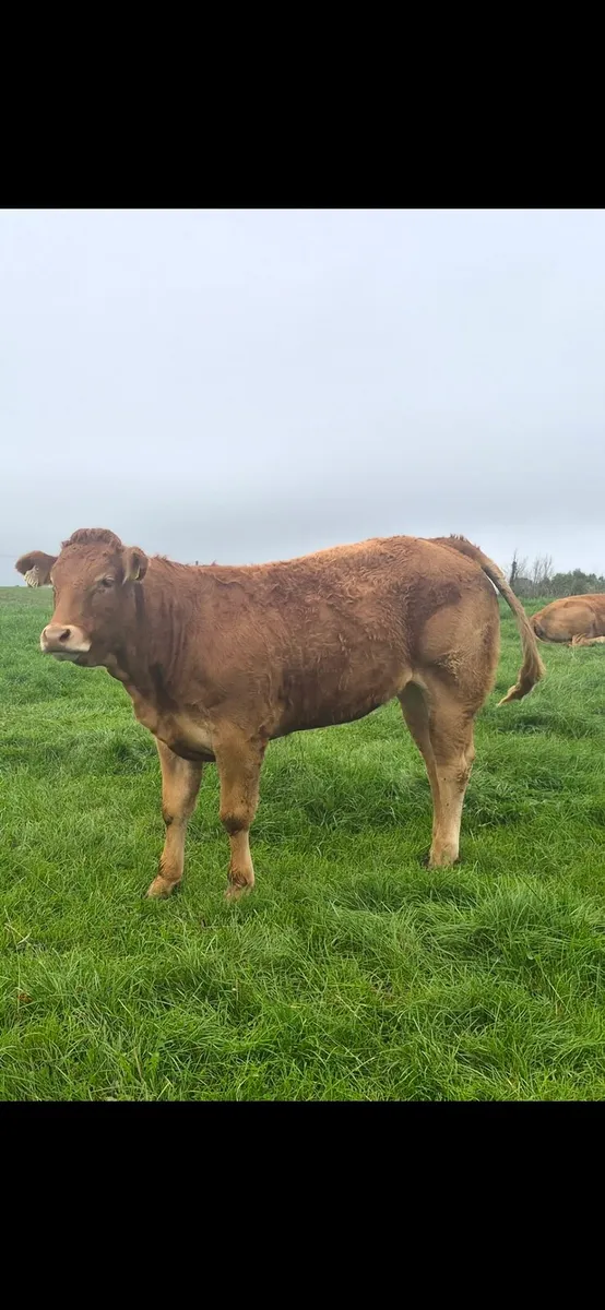 Breeding Heifers - Image 1