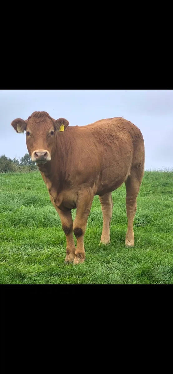 Breeding Heifers - Image 2