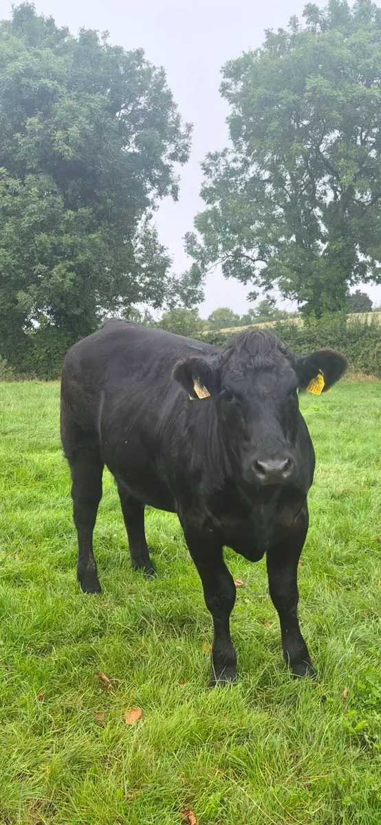 Breeding Heifers - Image 3