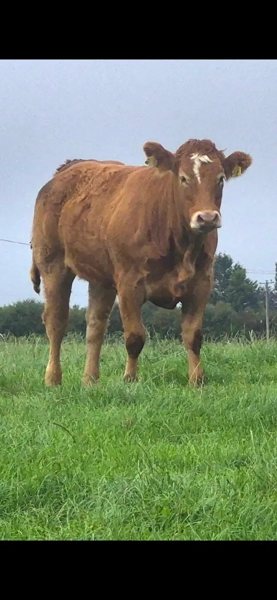 Breeding Heifers - Image 4