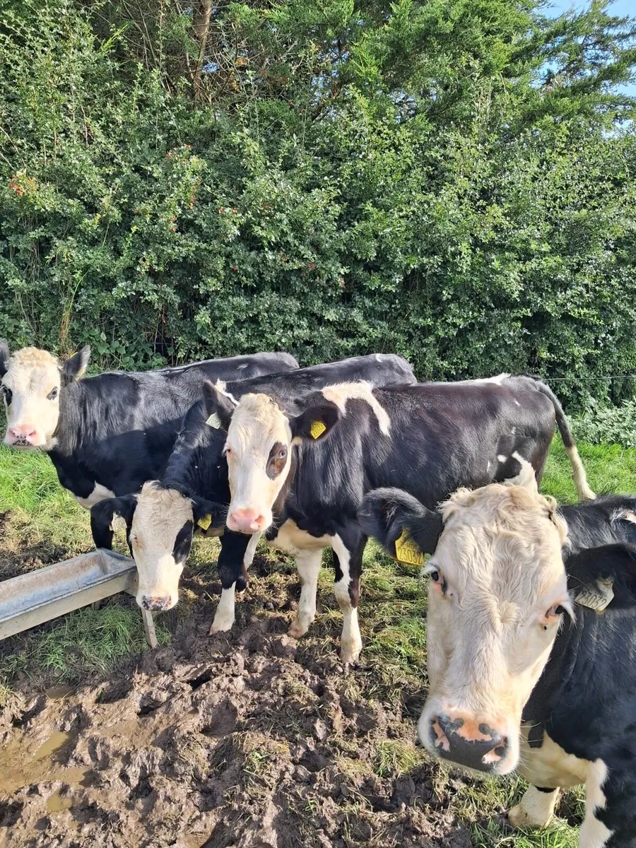 6 Hereford heifers - Image 1