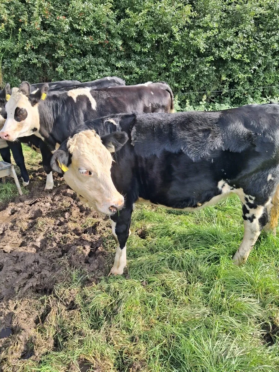 6 Hereford heifers - Image 2