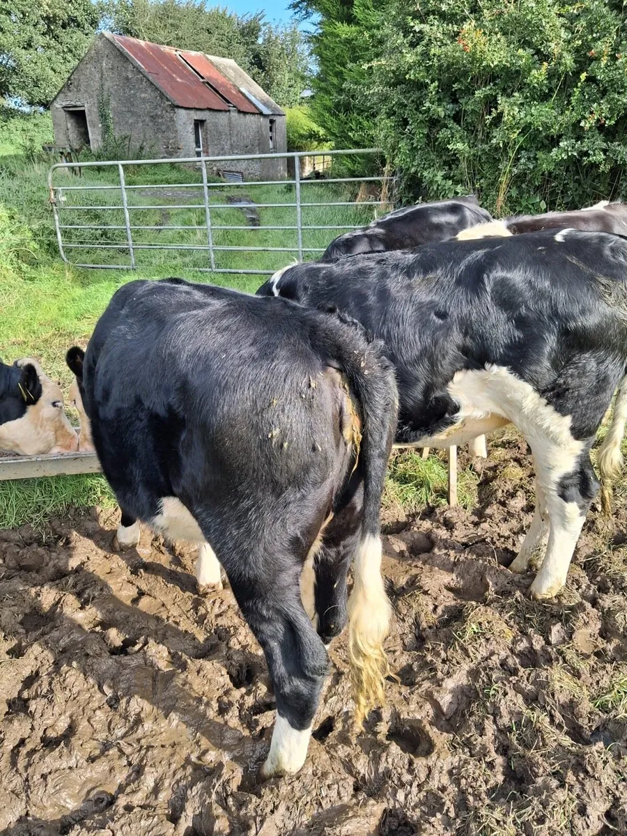 6 Hereford heifers - Image 4
