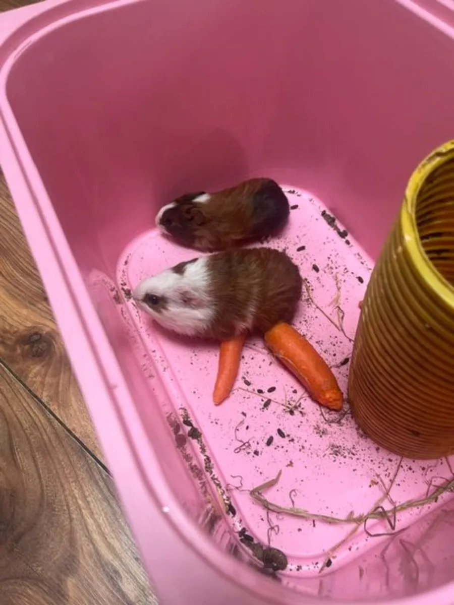 Guinea Pigs