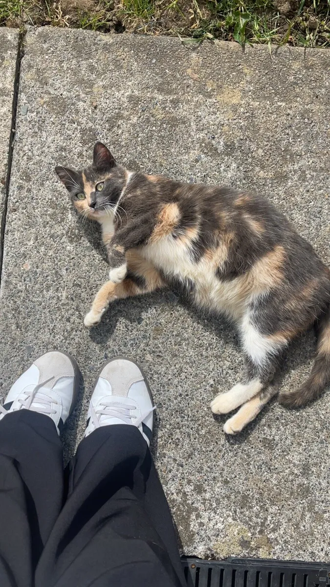 Cats - Image 2