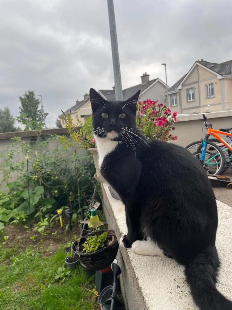 Cats - Image 1