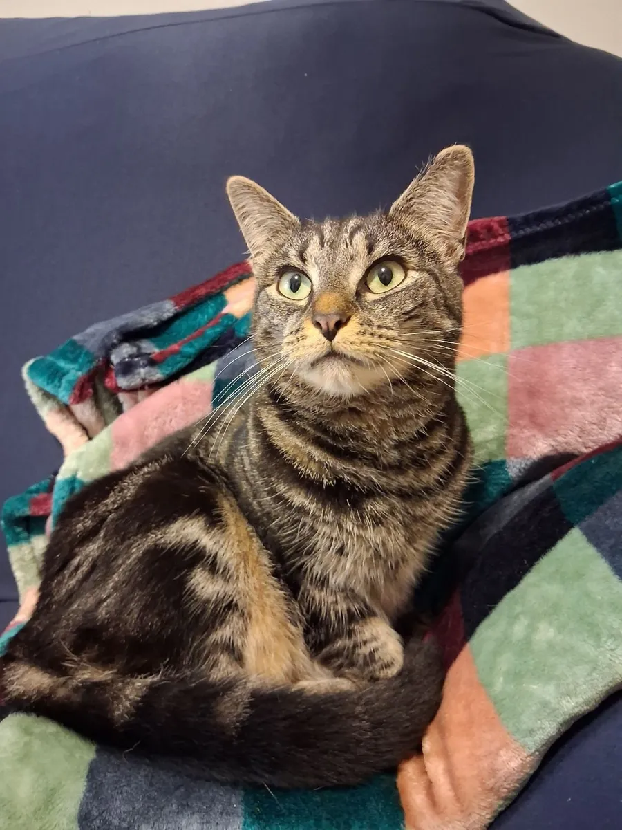 Female cat is looking for loving home - Image 1