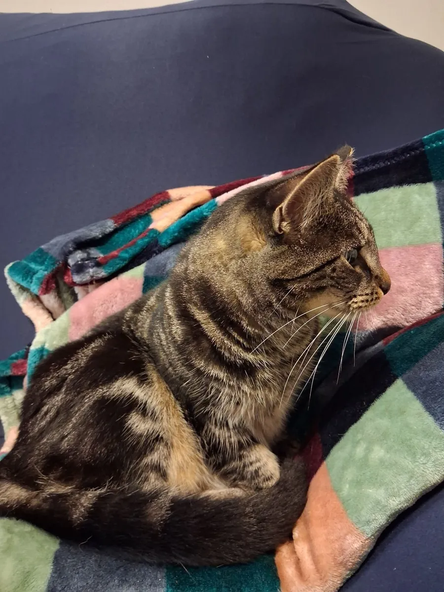 Female cat is looking for loving home - Image 2