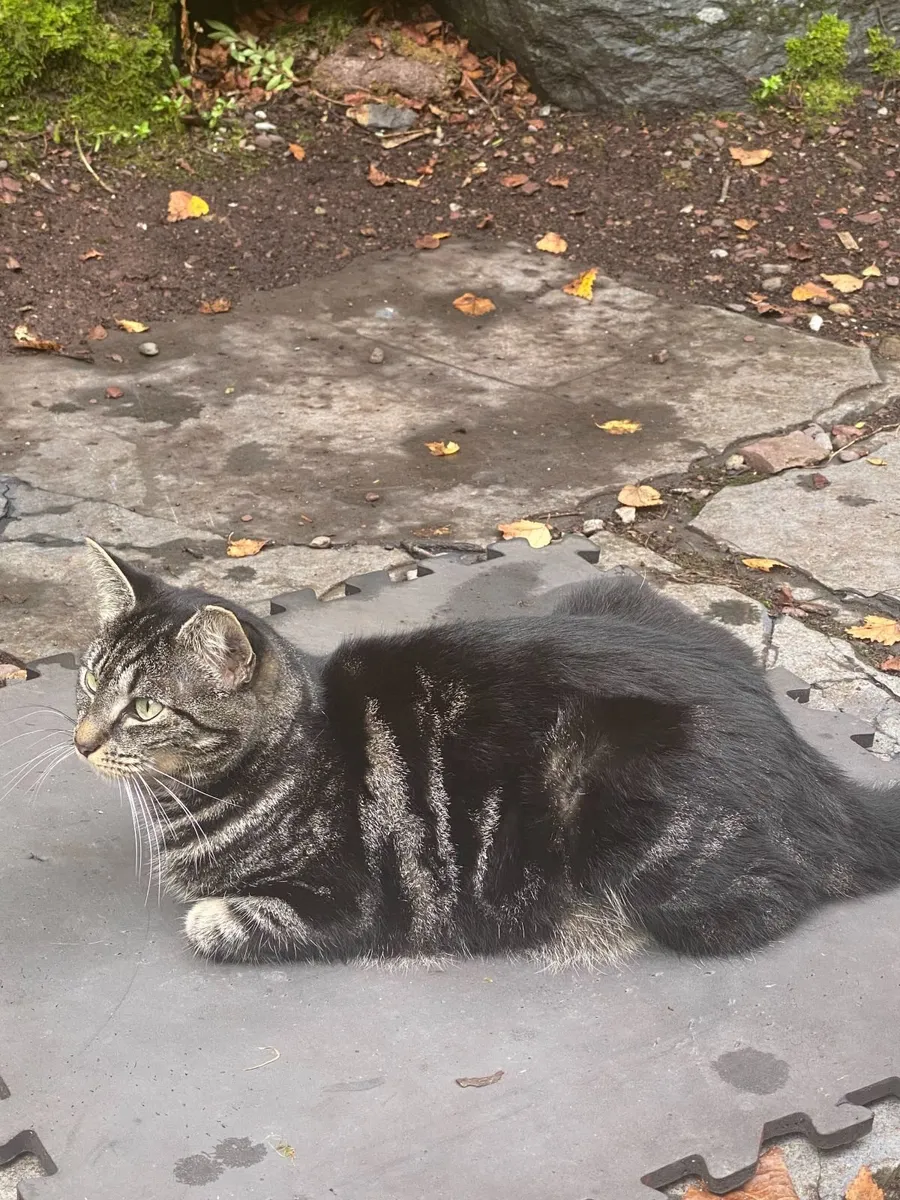 Female cat is looking for loving home - Image 4