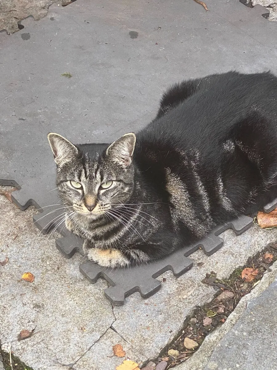 Female cat is looking for loving home - Image 3