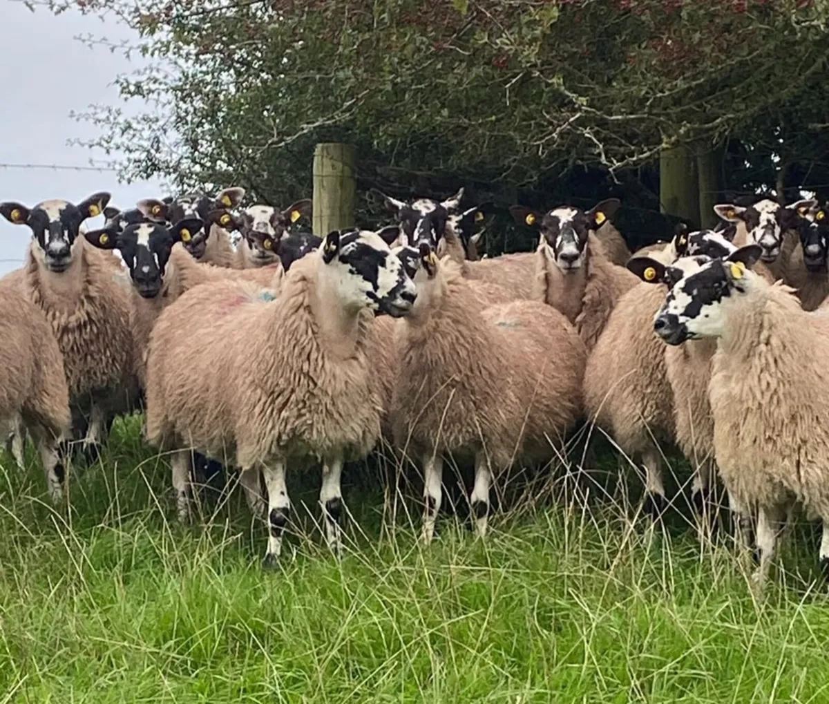 Quality Mule Ewe Lambs - Image 2