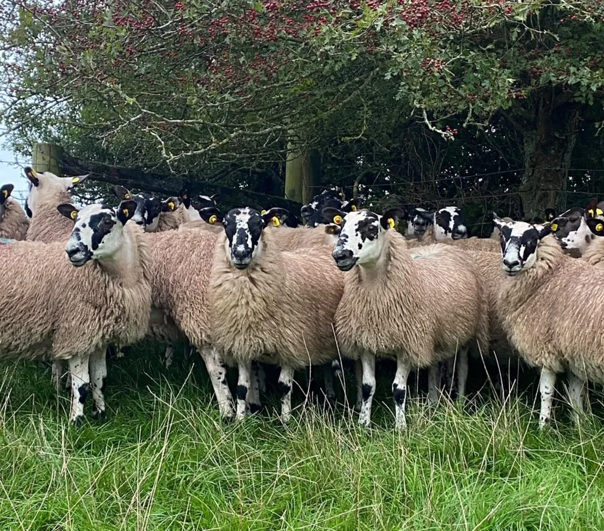Quality Mule Ewe Lambs - Image 3