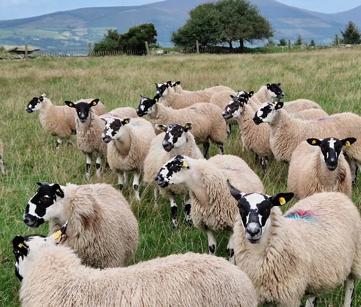 Quality Mule Ewe Lambs - Image 1