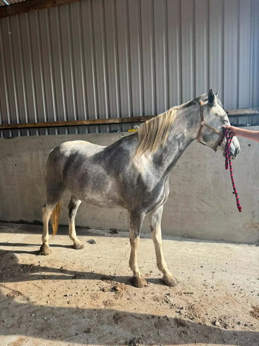 Cob Mare - Image 1