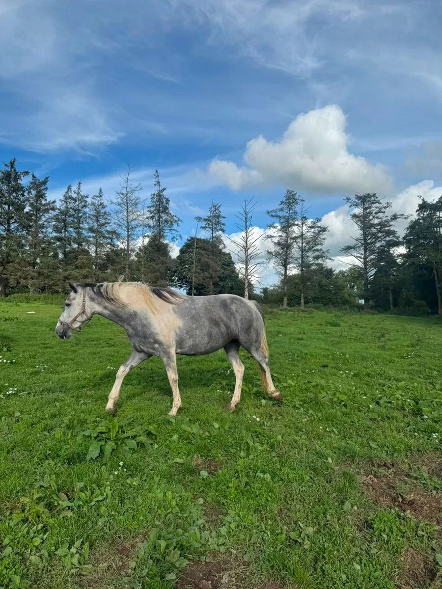 Cob Mare - Image 2