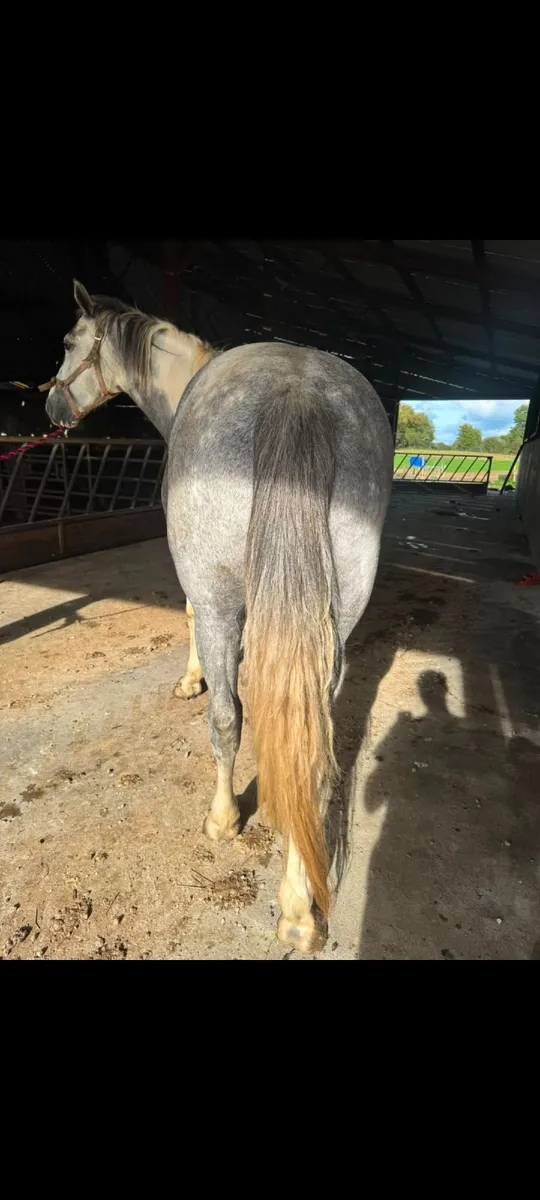 Cob Mare - Image 3