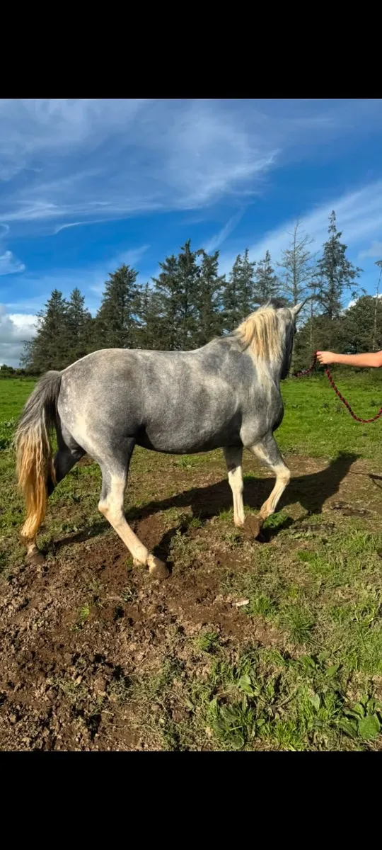Cob Mare - Image 4