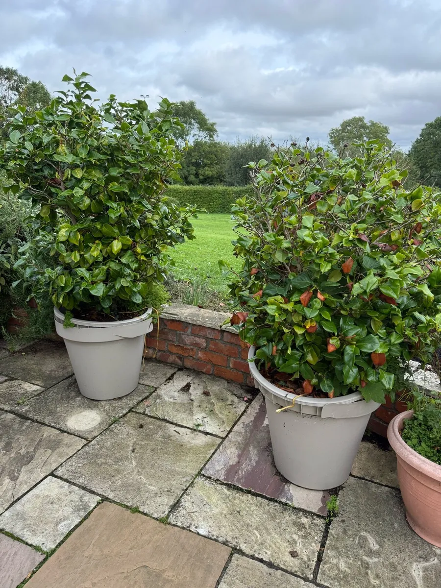 Camellias