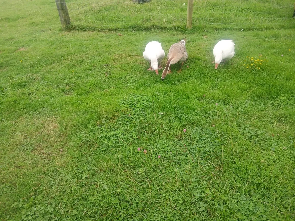 Geese - Image 2