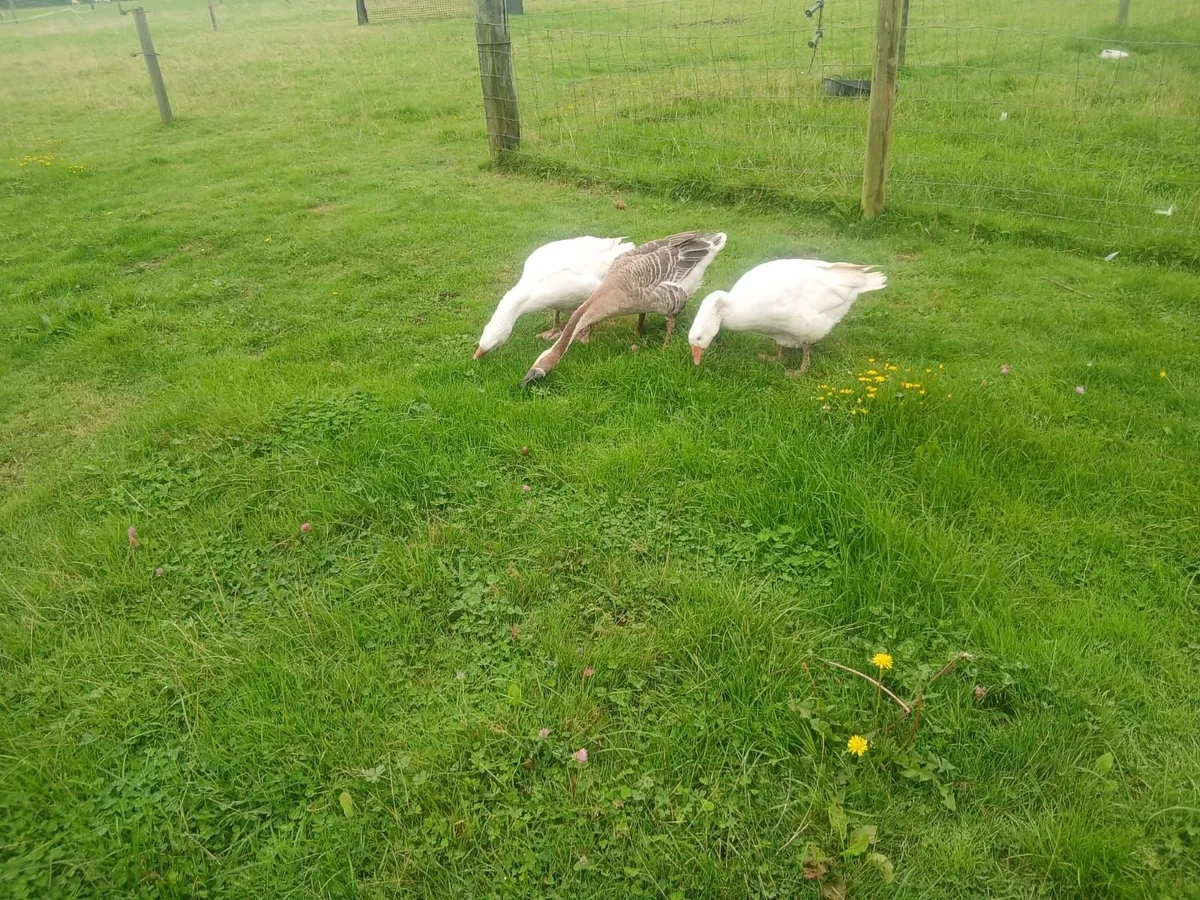 Geese - Image 3