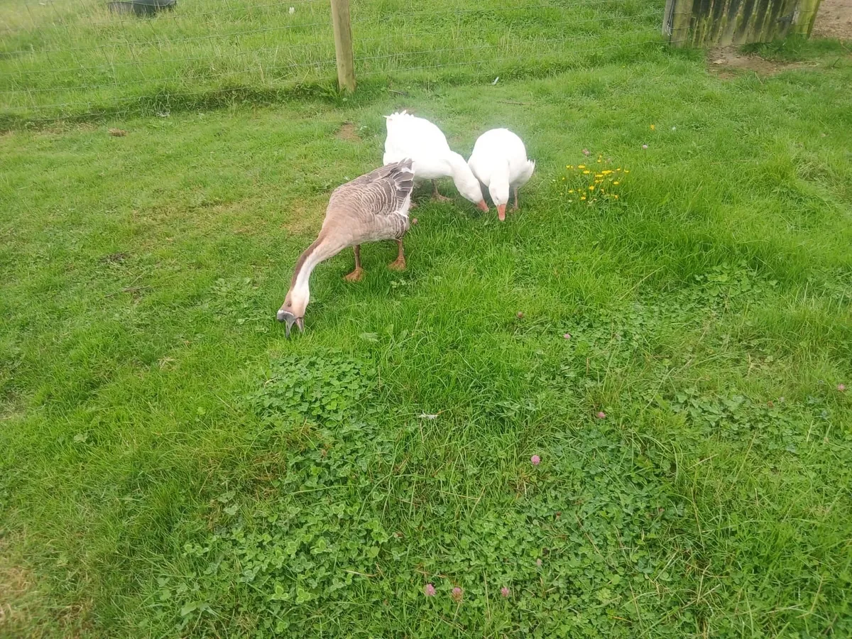 Geese - Image 4