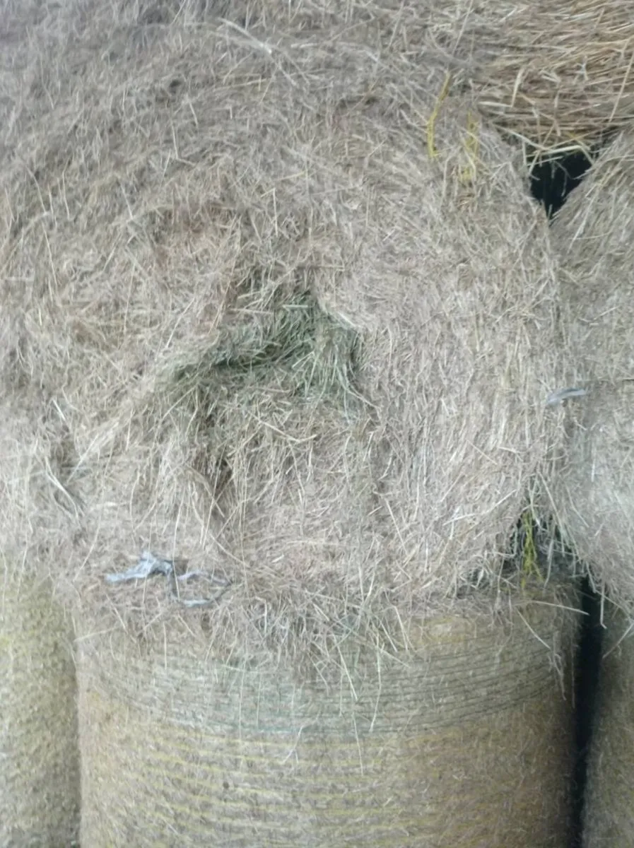 GREAT QUALITY CLEAN HAY - Image 1