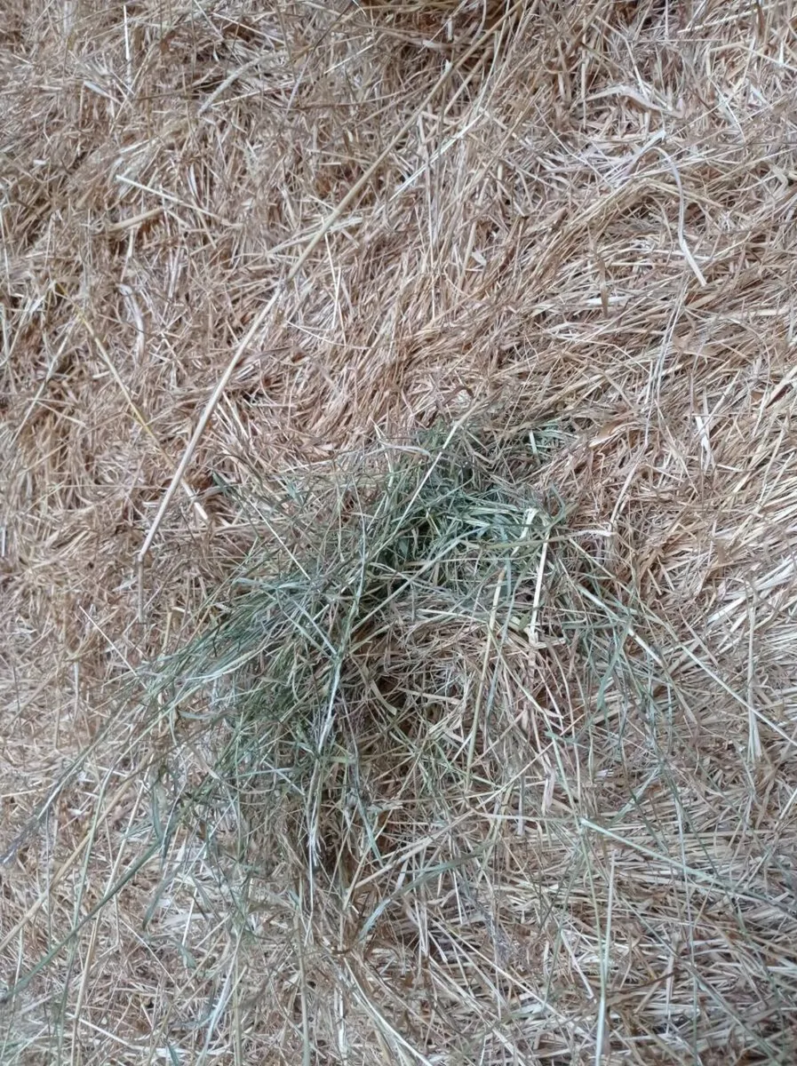 GREAT QUALITY CLEAN HAY - Image 2
