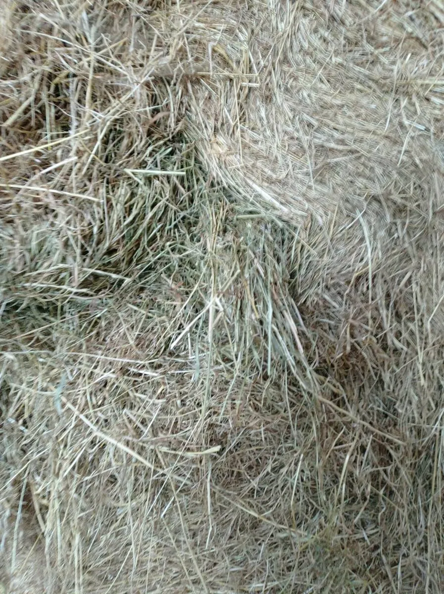 GREAT QUALITY CLEAN HAY - Image 3