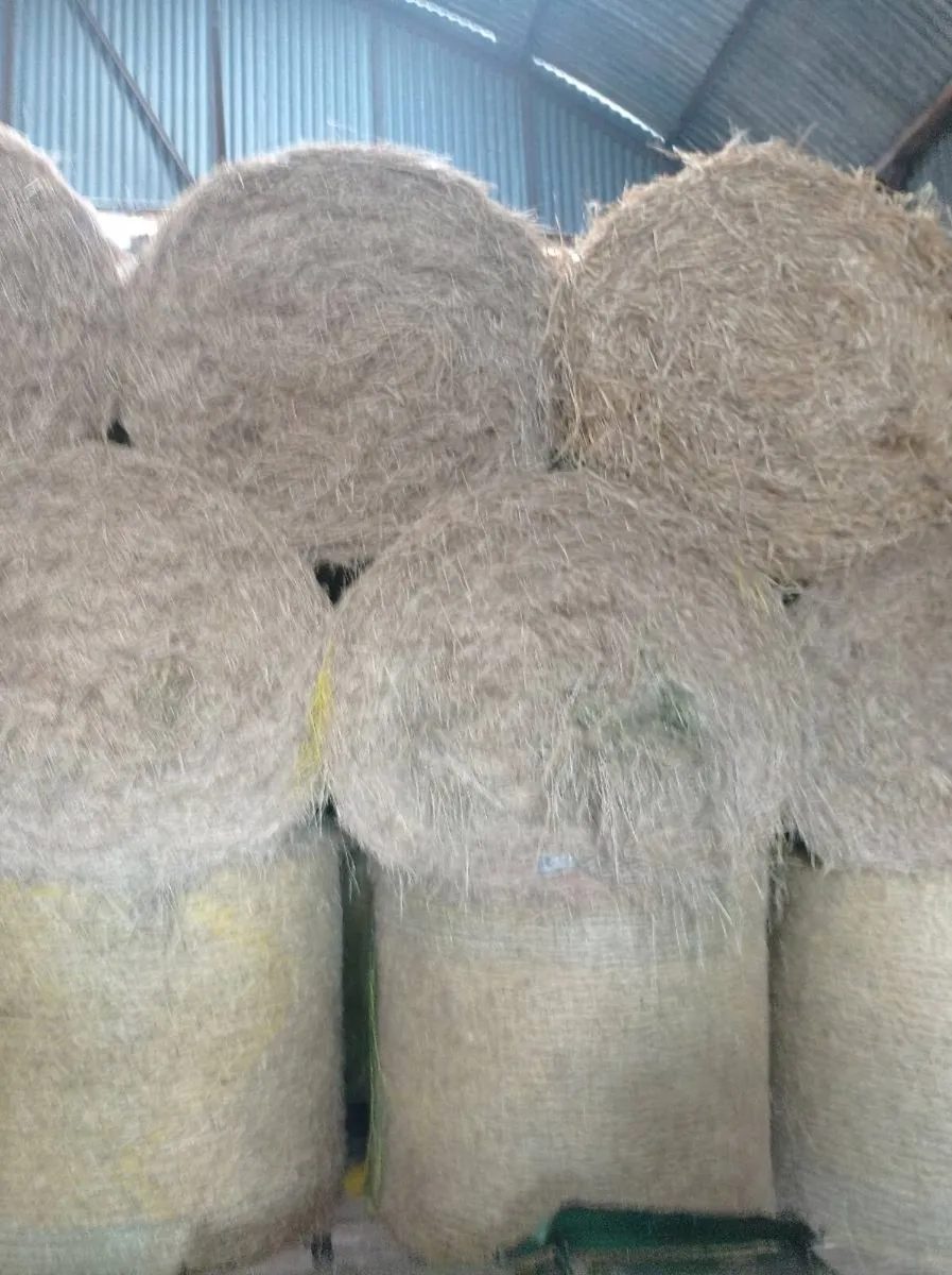 GREAT QUALITY CLEAN HAY - Image 4