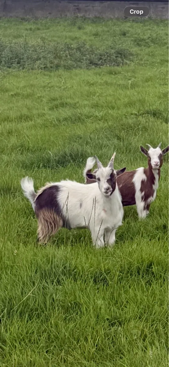 MALE pygmy goat - Image 1