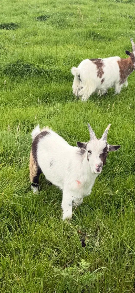 MALE pygmy goat - Image 2