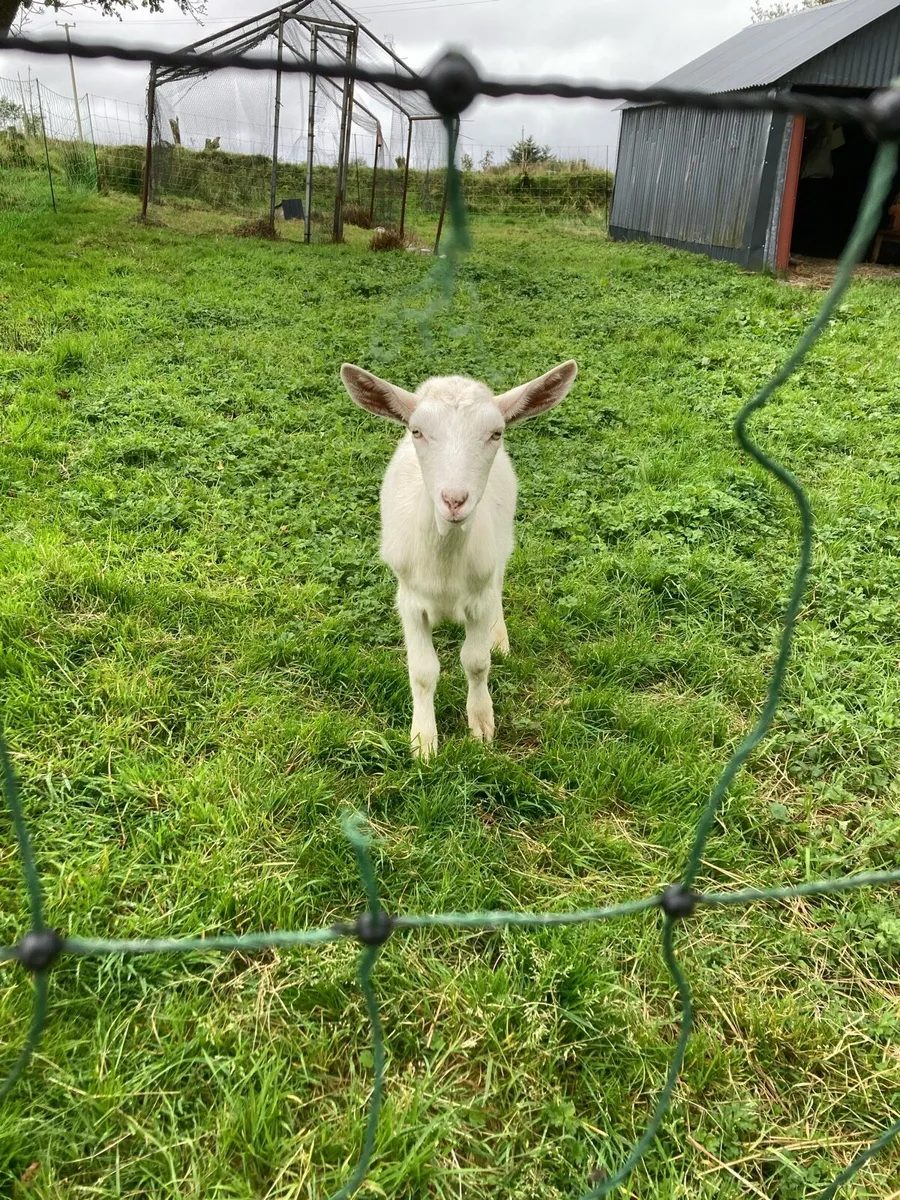 Young female goats - Image 3