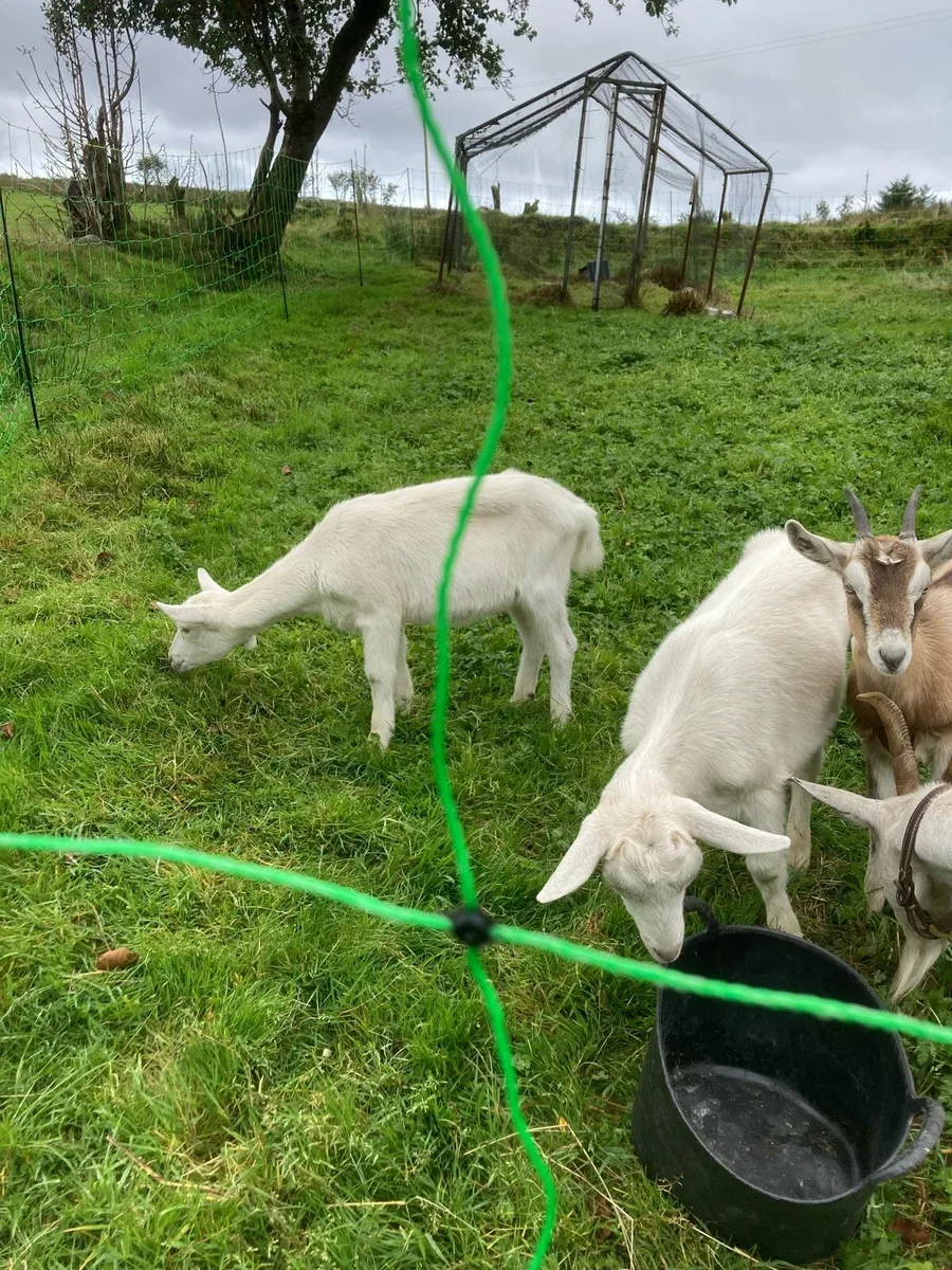 Young female goats - Image 4
