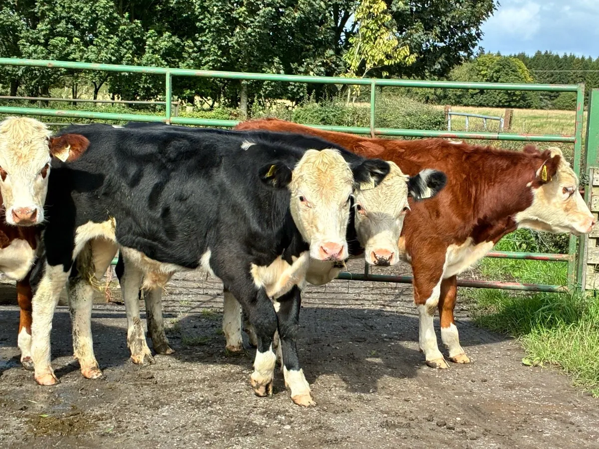 6 smashing Hereford bullocks for sale - Image 2