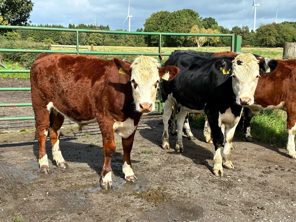 6 smashing Hereford bullocks for sale - Image 3
