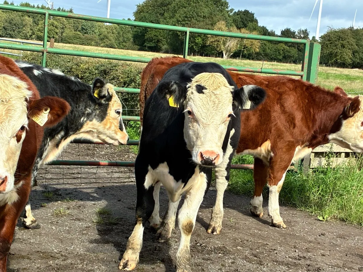 6 smashing Hereford bullocks for sale - Image 4