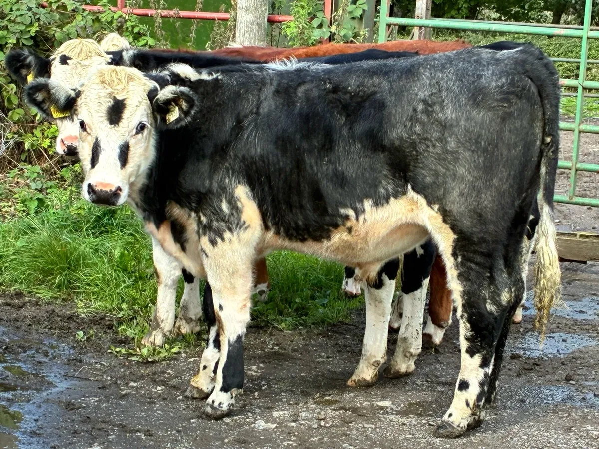 6 smashing Hereford bullocks for sale - Image 1