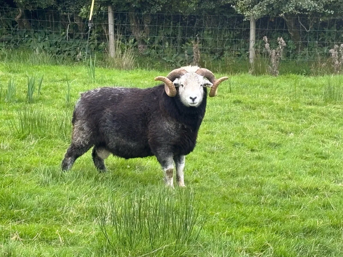 Herdwick rams - Image 2