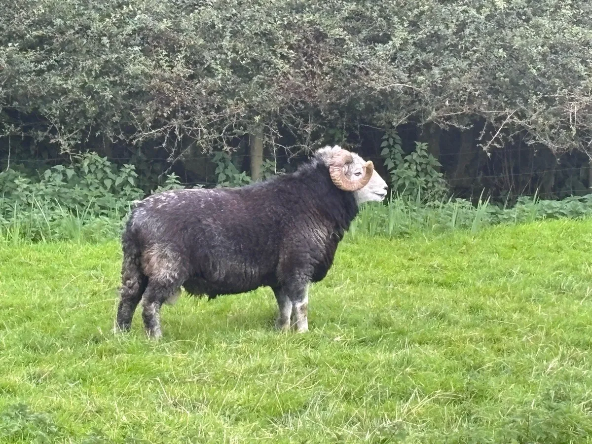 Herdwick rams - Image 3