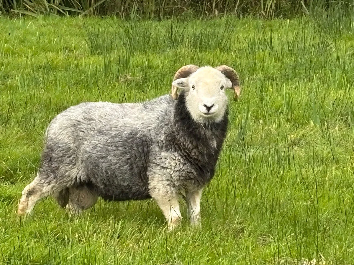 Herdwick rams - Image 4