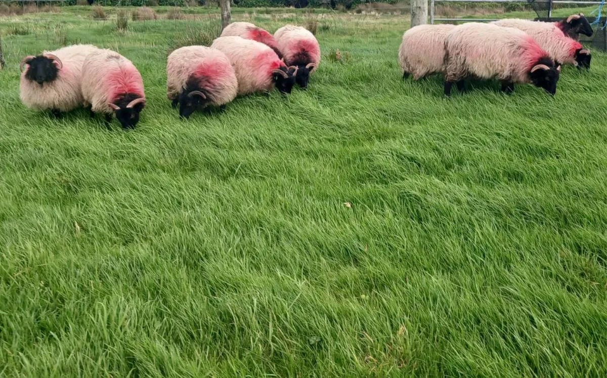 Blackface Ewe lambs - Image 4